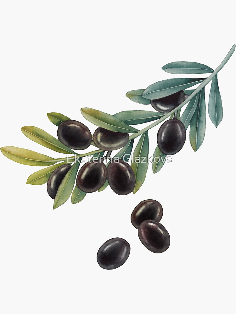 Thumbnail 3 of 3, Sticker, Watercolor black olive branch designed and sold by Glazkova.