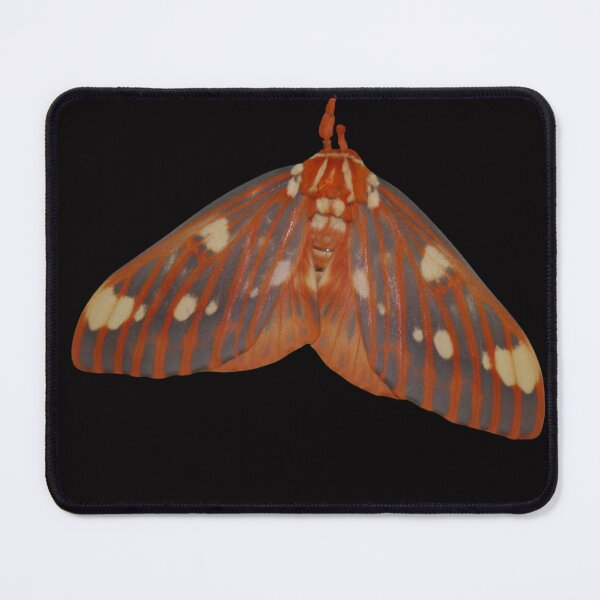 Item preview, Regal Moth: Citheronia regalis designed and sold by Entomologist.
