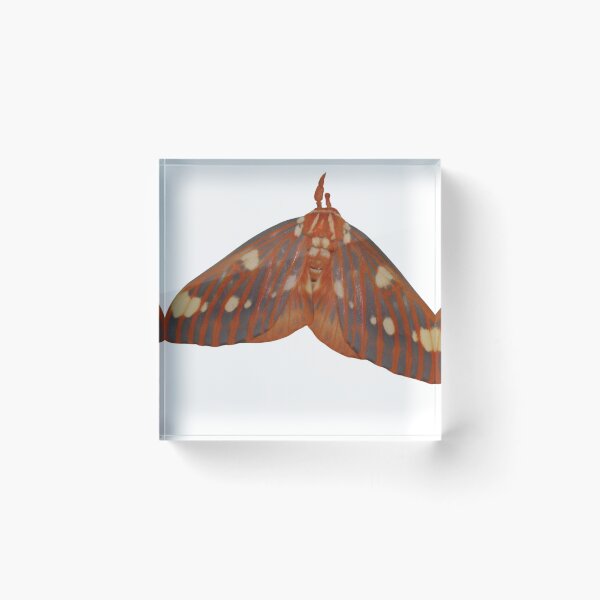 Item preview, Regal Moth: Citheronia regalis  designed and sold by Entomologist.