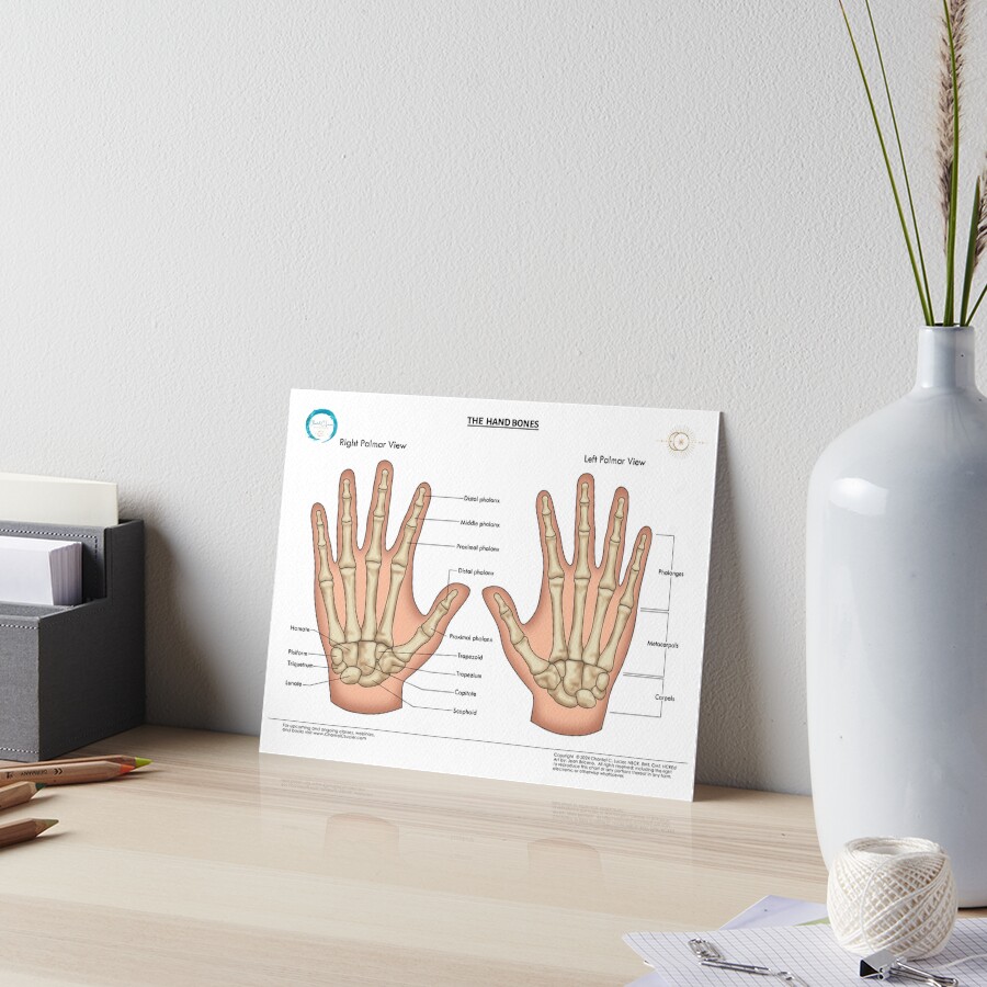 Hand Bones (with anatomical names) Photographic Print