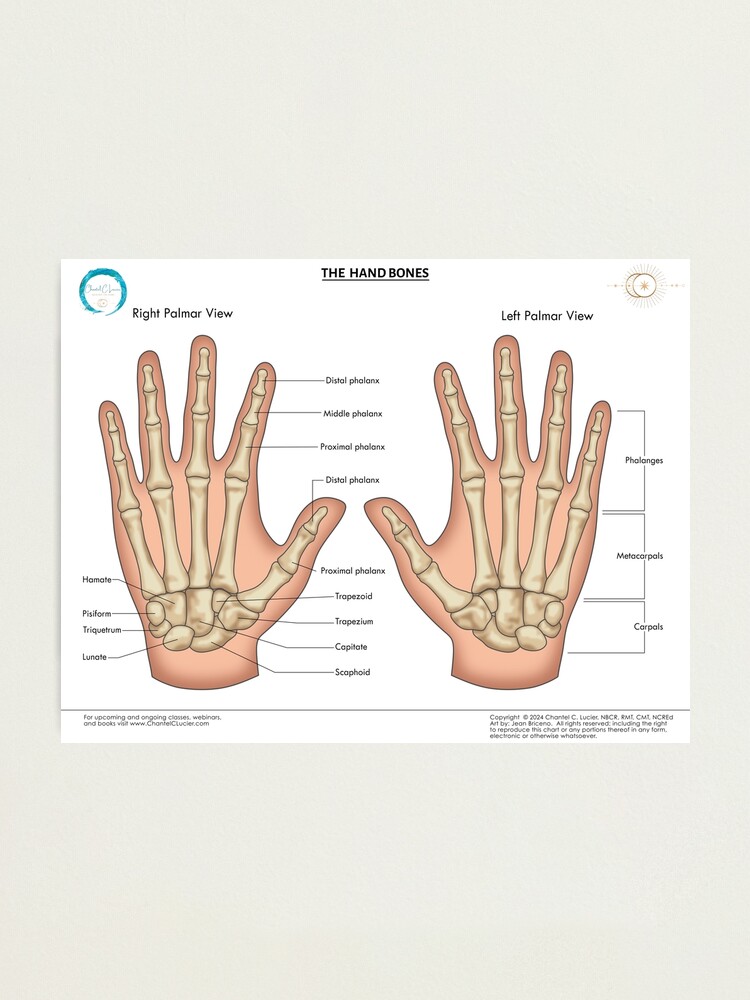 Hand Bones (with anatomical names) Photographic Print