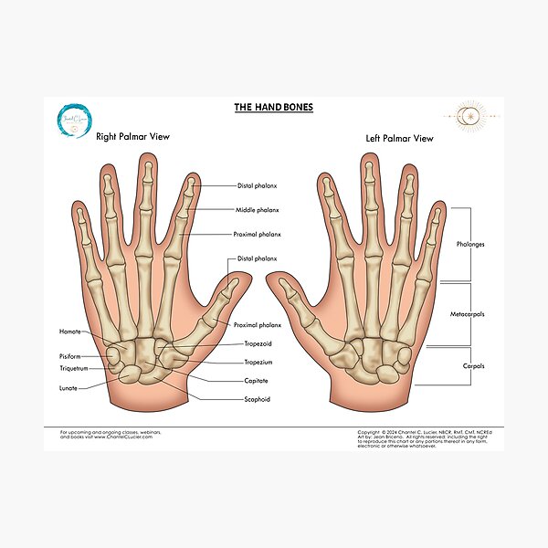 Artikel-Vorschau von Handknochen (mit anatomischen Namen), designt und verkauft von ChantelCLucier.