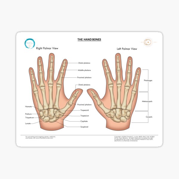 Item preview, Hand Bones (with anatomical names) designed and sold by ChantelCLucier.