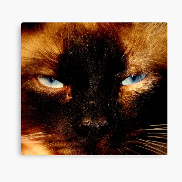 Piciu Canvas Print