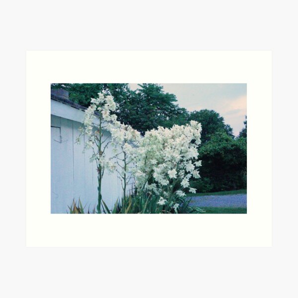 Yucca I Art Print