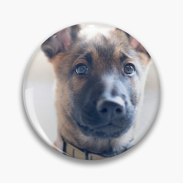 Artikelvorschau, Hübsches Gesicht Malinois entworfen und verkauft von Kristi Johnson.