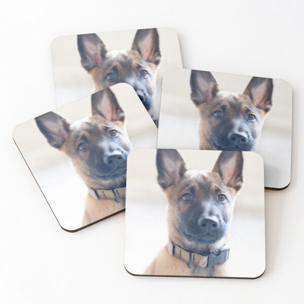 Artikelvorschau, Hübsches Gesicht Malinois entworfen und verkauft von Kristi Johnson.