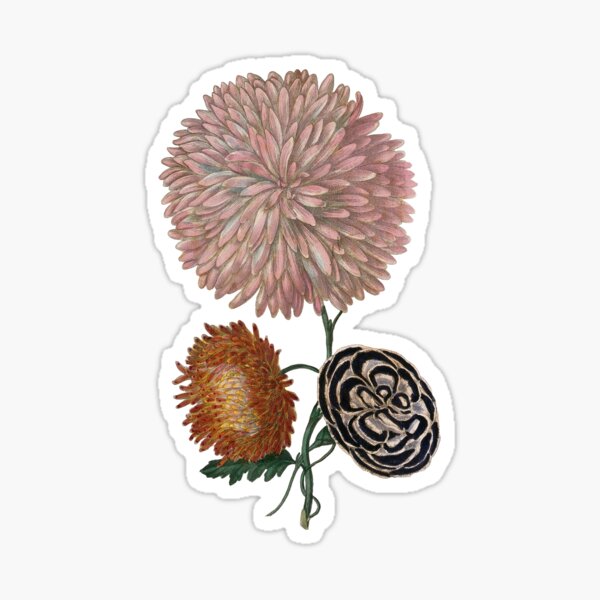 Item preview, Vintage floral drawing designed and sold by celiacreatec.