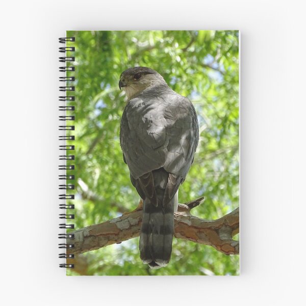 Item preview, Tempest, the Cooper's Hawk designed and sold by candjcane.