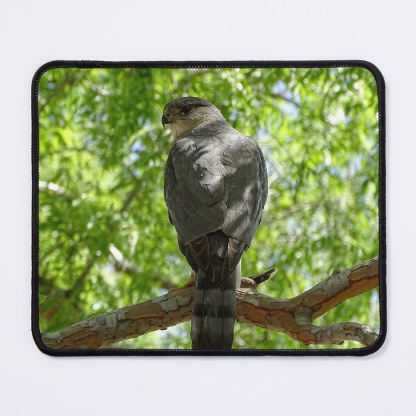 Item preview, Tempest, the Cooper's Hawk designed and sold by candjcane.