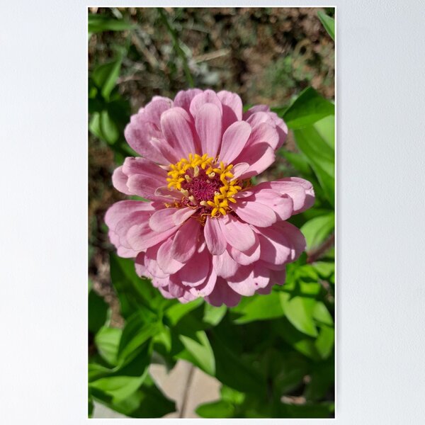 Item preview, Large Daisy designed and sold by Roots & Wings Boutique.