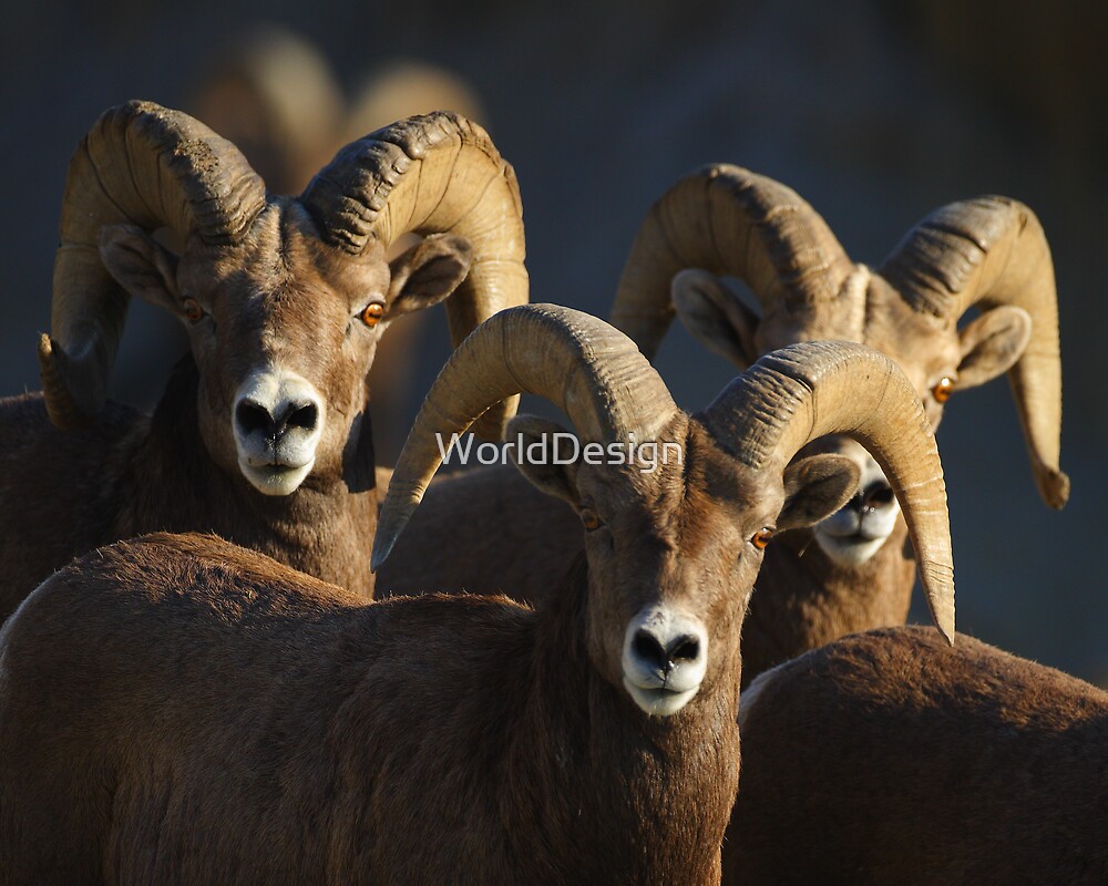"A Group of Rams" by WorldDesign Redbubble