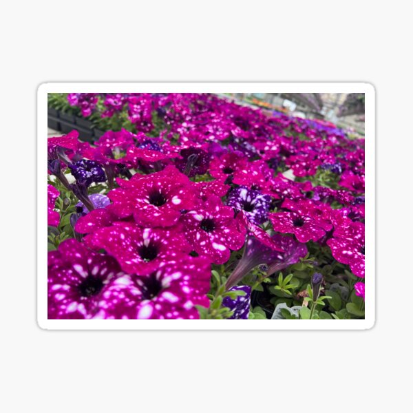 Petunia Atkinsiana Sticker