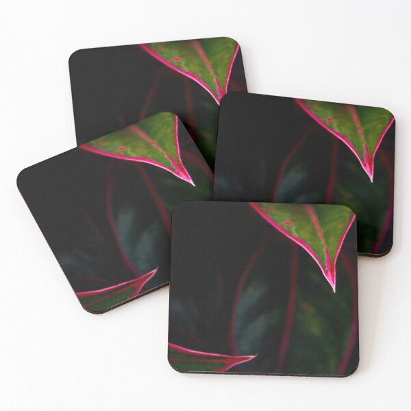Item preview, Aglaonema 'Siam Aurora' designed and sold by Satakorn.