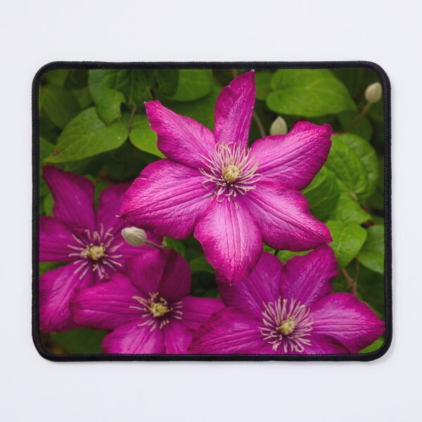 Item preview, Clematis Flowers designed and sold by Cblifeisgood.