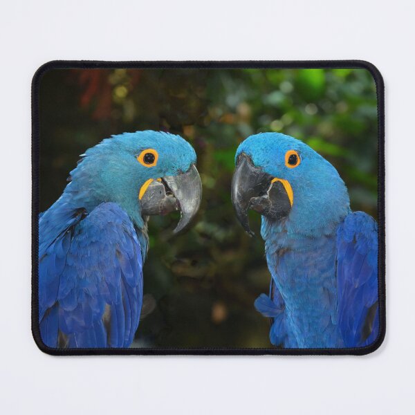 Item preview, Hyacinth Macaws designed and sold by Savannah Gibbs.