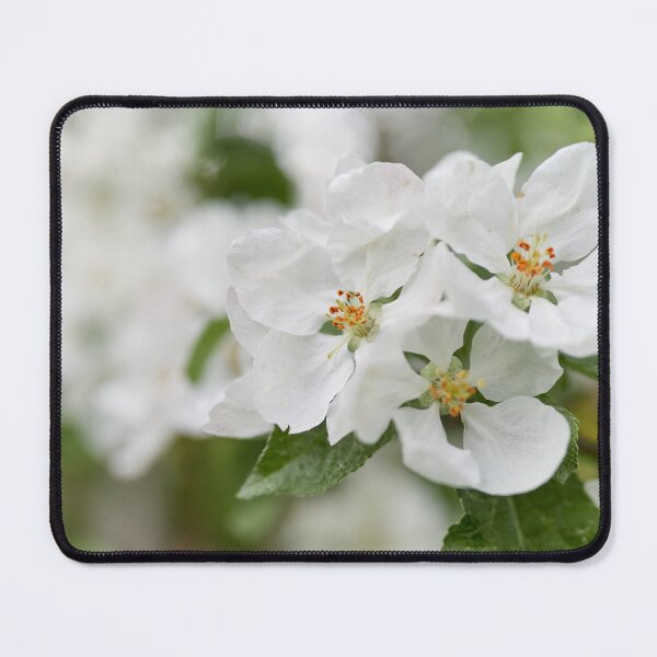 Item preview, The Beauty. Apple White Transparent 3 2024 designed and sold by Jouko Lehto Photography.