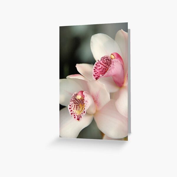 Orchid Greeting Card