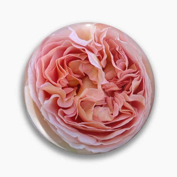 Item preview, Pale Pink Rose Photograph designed and sold by Wondersofwhimsy.