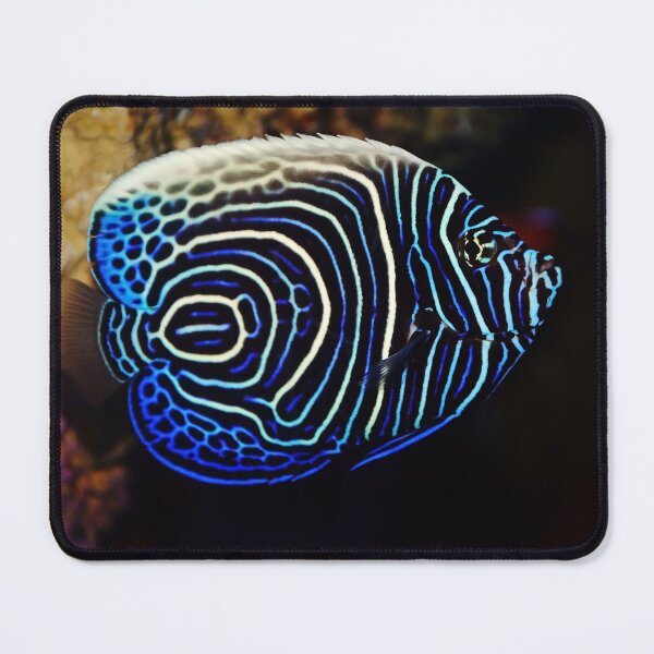 Item preview, Emperor Angelfish designed and sold by Savannah Gibbs.