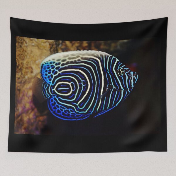 Item preview, Emperor Angelfish designed and sold by Savannah Gibbs.