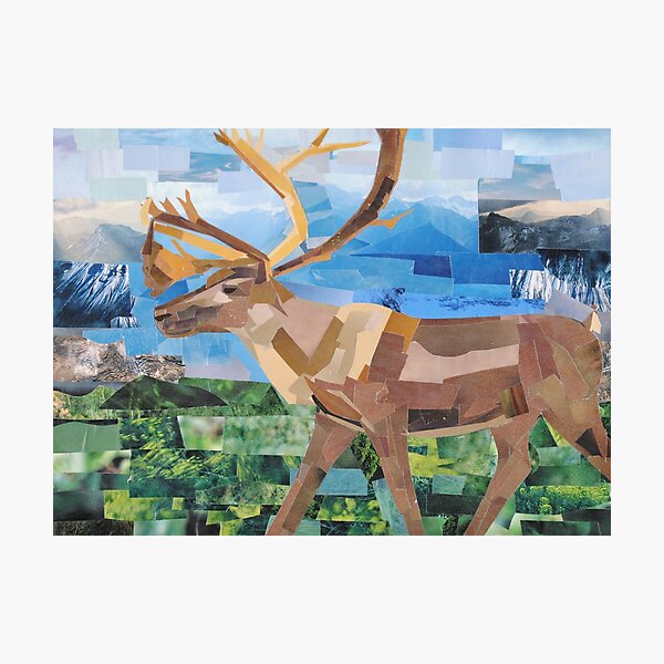 Caribou Photographic Print