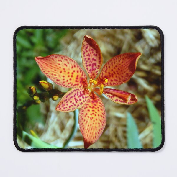 Item preview, Blackberry Lily designed and sold by gistinker.