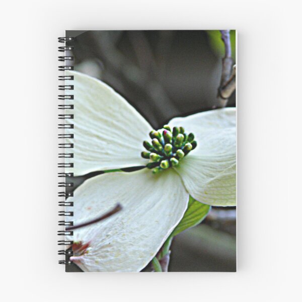 Item preview, Dogwood Bloom Photograph designed and sold by RedLeafPine.