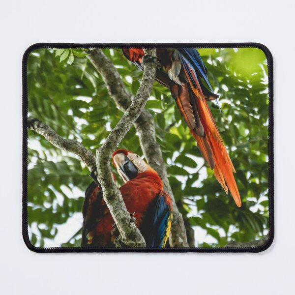 Item preview, Two parrots in a big tree designed and sold by Dreamyunicorn16.