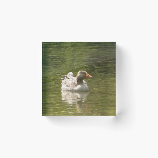 Item preview, Greylag Goose on Lake (Photo) designed and sold by mindwarp2000.