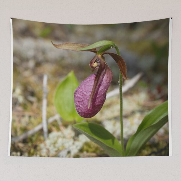 Item preview, Delicate Lady Slipper designed and sold by Julie Navitka.