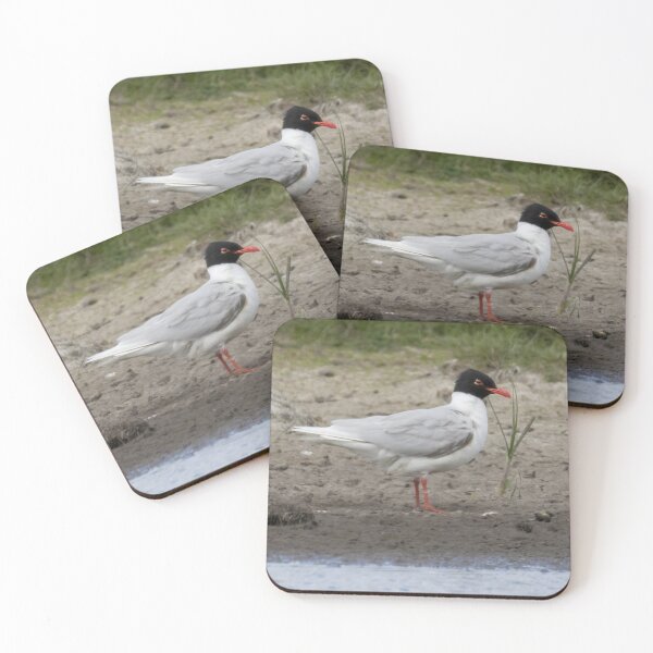 Item preview, Mediterranean Gull designed and sold by LaurenTucker.