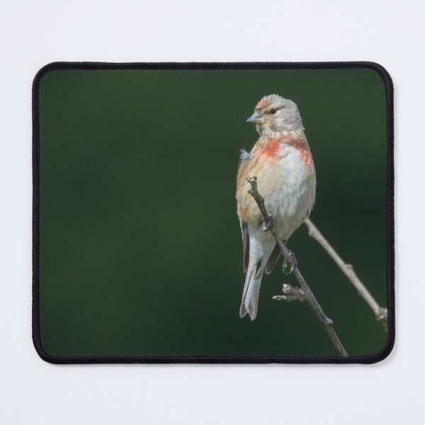 Item preview, Linnet designed and sold by LaurenTucker.