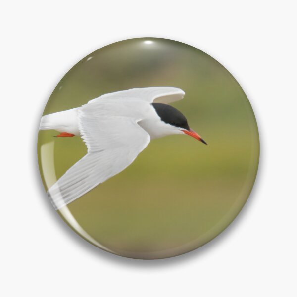 Item preview, Common Tern designed and sold by LaurenTucker.