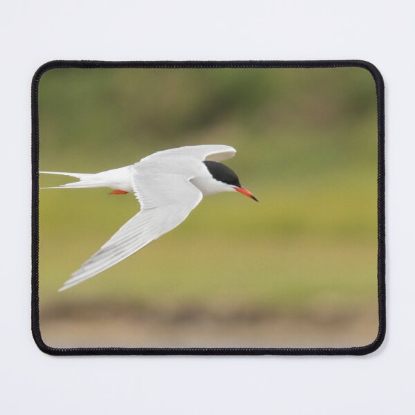 Item preview, Common Tern designed and sold by LaurenTucker.