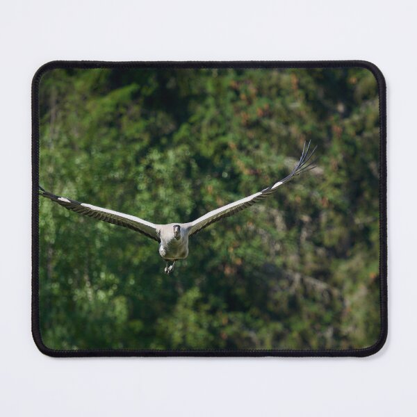 Item preview, Getting here. Eurasian crane designed and sold by Jouko Lehto Photography.