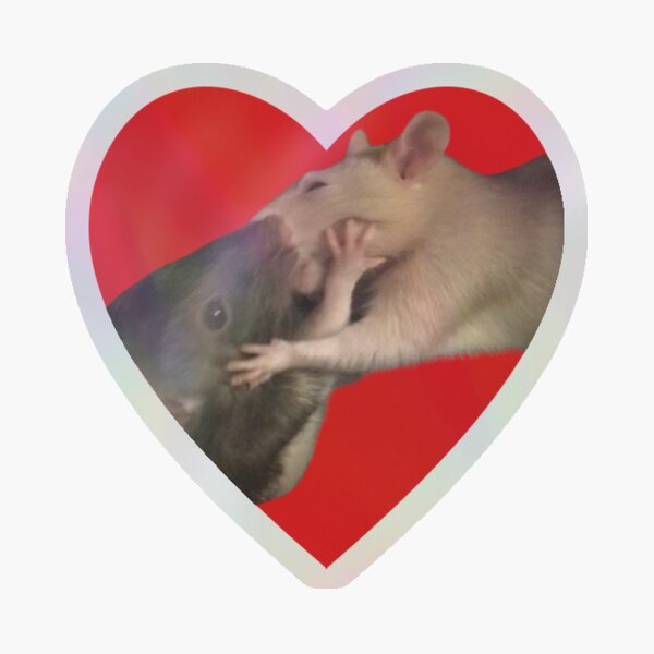 Rat love