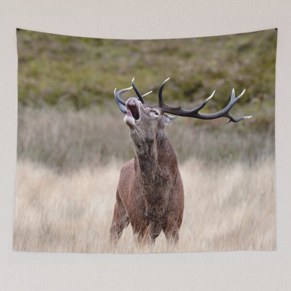 Item preview, Highland Stag designed and sold by Tom McPherson Photography.