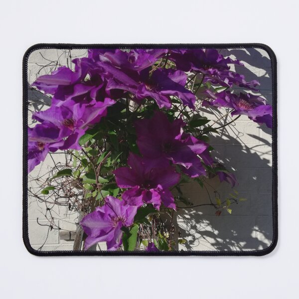 Item preview, Purple clematis trellis photograph  designed and sold by esvb.