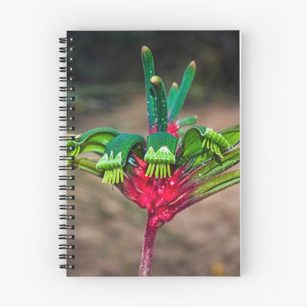 Item preview, Kangaroo Paw - red amd green designed and sold by photograham.