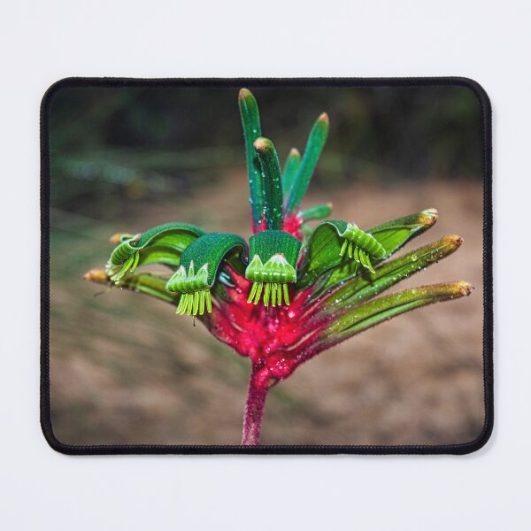 Item preview, Kangaroo Paw - red amd green designed and sold by photograham.