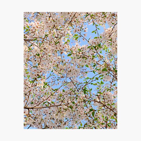 Item preview, Blossoming designed and sold by iamnxttyler.