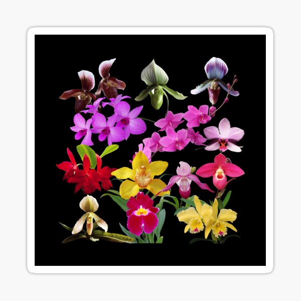 Orchids Galore Sticker