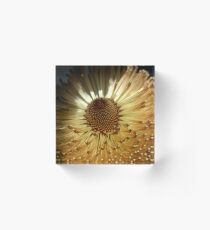 Banksia at Wittunga Acrylic Block