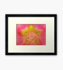 Hollyhock Macro Framed Print