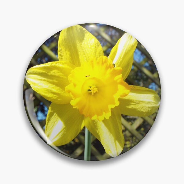 Item preview, Daffodil designed and sold by PatternsbyHat.