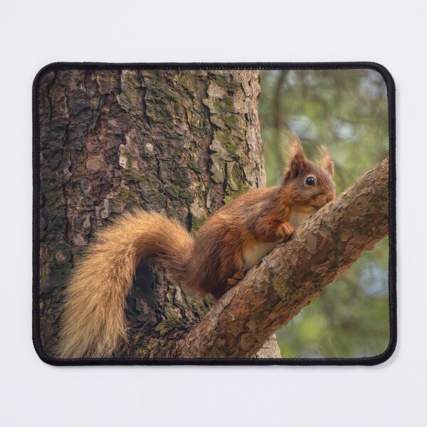 Item preview, Cumbrian Wildlife designed and sold by Viv Thompson Photography .
