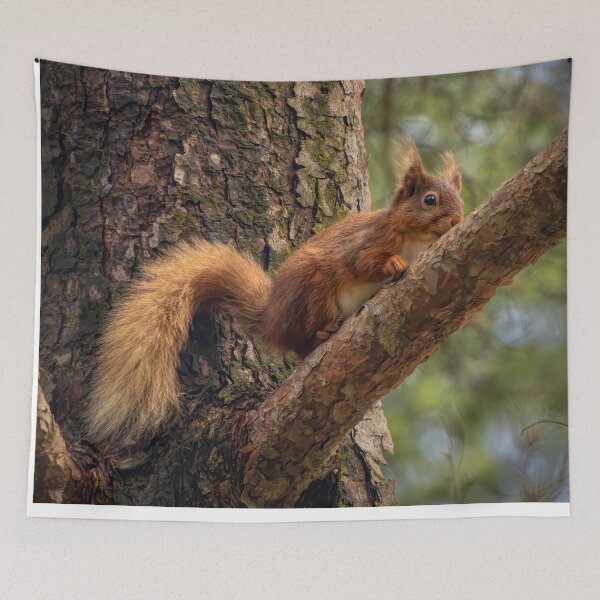 Item preview, Cumbrian Wildlife designed and sold by Viv Thompson Photography .
