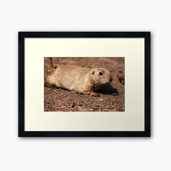 Crawling (Prairie dog) Framed Art Print