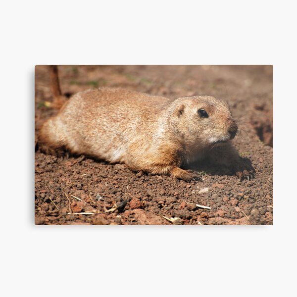 Crawling (Prairie dog) Metal Print